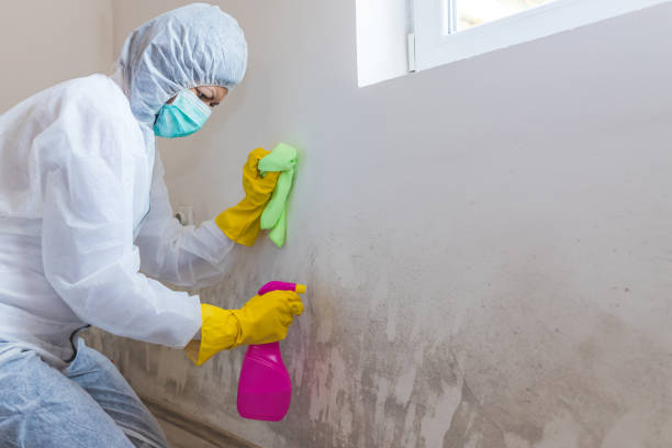 Best Mold Prevention Services  in Piketon, OH