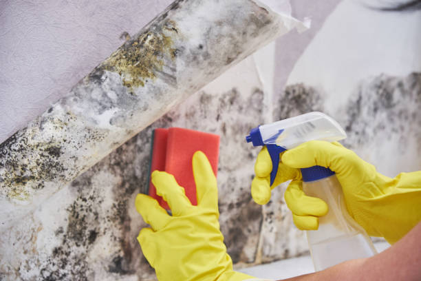 Best Black Mold Removal  in Piketon, OH